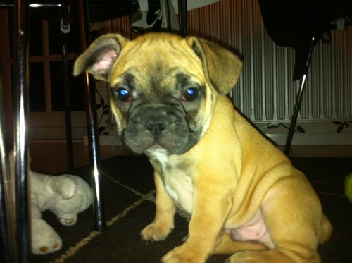 Christian_78x's profile picture. seriously? okay then. uuhm im a dog and i do random things. i follow random people, because im a dog. i hate cats'. i love peeing, eating, sleeping, and poop