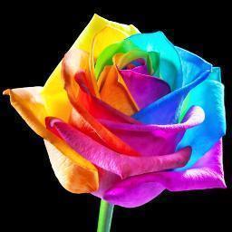 Happy Colors produces the colorful Rainbow Rose, rainbow-colored flowers like Chrysanthemums, Carnations, Tulips and much more.