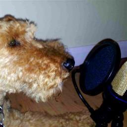 Voiceover artist and mentor to confused dog owners...and owners of confused dogs. Calm through self control. DM for a free Zoom consult.