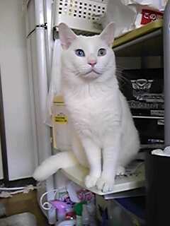 midnightmeister's profile picture. なにやら珍しい病気「フォークト・小柳・原田病」を患っている北海道民。
今日も高額の薬代のために働くぞー！
／
尚、私自身のツイートは、所属する組織とは一切関係ございません／

座右の銘は「カッコつけられないなら、初めから手を出すんじゃない」／症状ツイートには #ぶどう膜炎 のタグをつけてます／エロ垢フォローお断り