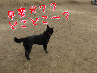甲斐犬？？どこどこ～？