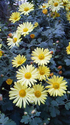 hoppeta93's profile picture. 趣味垢だいたい夢/20↑