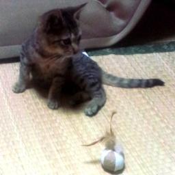 大阪に引越して、2012年 ５月から一戸建てに住んでます 写メの猫が昨年末の雨の日、俺の車の下で振るえてた迷い猫。最初は生まれて４、５ヶ月の子猫やったのに もうこんなに大きく成りおって、可愛いです。