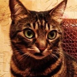 takemyoxygen's profile picture. .NET, lazy, meow. Sing me your songs.