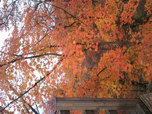 truffina's profile picture. 