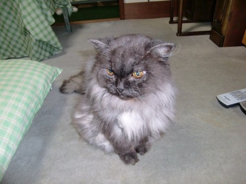 tikingjapan's profile picture. スワローズ 、ポートレート撮影、カメラ(EosR5、X-S10)