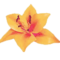 TheLilyFund's profile picture. Our Passion is to Bring Hope & Happiness to Children with Brain Tumors. It's All About the Kids !