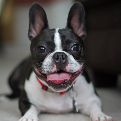 I am a little Boston Terrier girl.  I live with my momma and daddy.  I used to be tiny but I got bigger. And smellier.