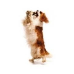 lisa_young1's profile picture. Dog owner, developer