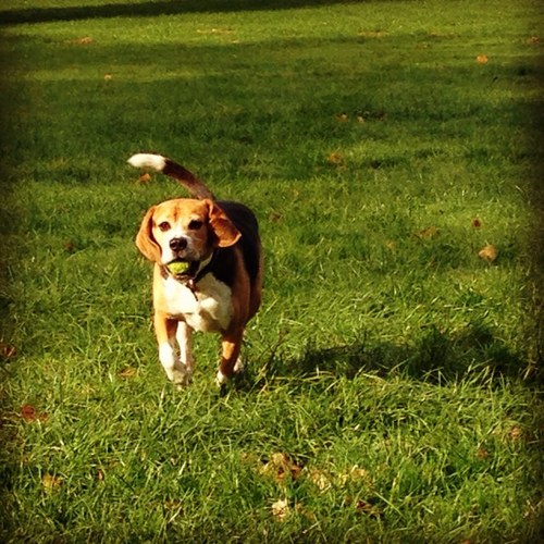 Hi my name is rusty im 6 years old and im 100% all beagle i love food cuddles and tissue these are my views and not my masters.