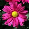 louiseh14's profile picture. Happy to be here !