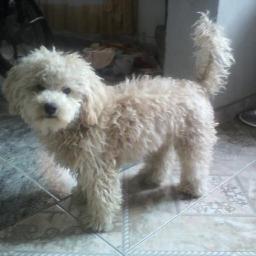 TomiSantoni's profile picture. 