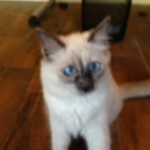 calmchris's profile picture. Christopher is an initiate into Babaji's Science of Kriya Yoga. Also, He is an entrepreneur, professional chef and Realtor.