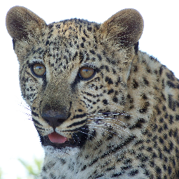 PascalEsteve's profile picture. journaliste à Investir