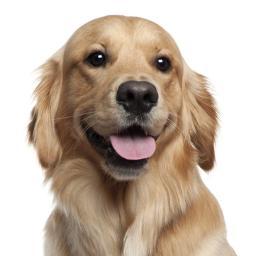 The Houston TX Association of Pet Lovers brings you daily Tweets, news, blogs and articles.