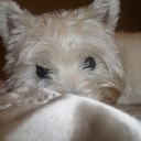 Baxter Smith - @baxtersmith16 - Twitter