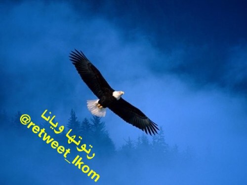 نرتوتلك السلع التجارية الغذائية ونرتوت لك كل شي غير محرم وممنوع رتويت دعايات تمويل الاموال وما شابه وممنوع رتويت صور البنات وحياكم بالدعاية يا الكويتيين والخليج