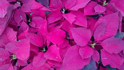 mishell74's profile picture. 