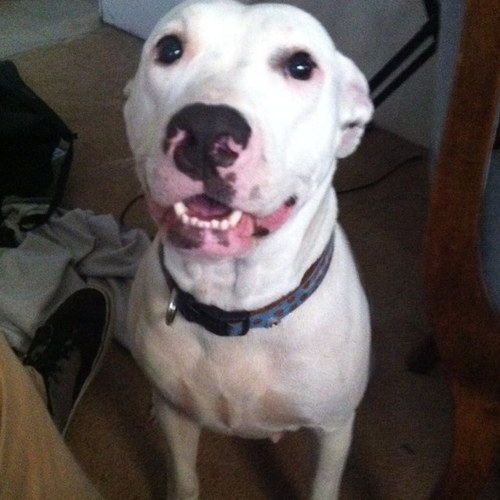 rowanwelch512's profile picture. I like to jump on people. I love my dad seth welch and robert welch.