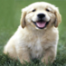 The Dog I.Q. Test (@dog_iq_test) Twitter profile photo