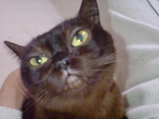 HOKURAIROKUSUI Profile Picture