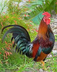 helpfull guide about poultry farming, housing,equipments,world poultry,poultry management,backyard chickens,chicken coop plans,free range or organic chickens