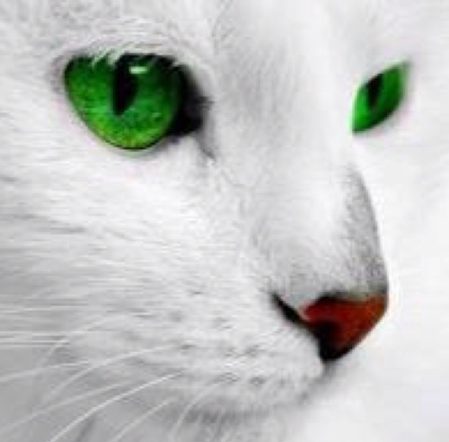 love_endings's profile picture. My Feelings.
My Thougts.
My Words.
Nothing else.
Thanks.