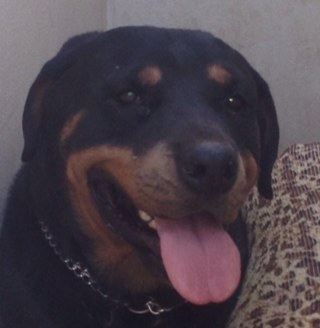 sultanS1975's profile picture. 