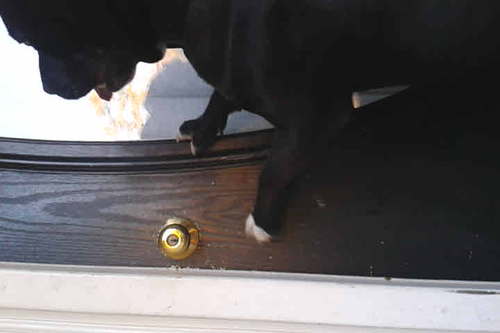 FaZeJoss's profile picture. 