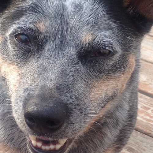 rchhp's profile picture. 