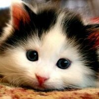 ScoreHighOnMcat (@banding_piggy) 's Twitter Profile