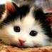 ScoreHighOnMcat (@banding_piggy) Twitter profile photo ScoreHighOnMcat (@banding_piggy) Twitter profile photo