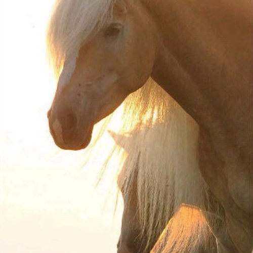 I'm just training my haflinger pony. PONIES!! @HeroOfMyOwnStor is my pony's aunt! First, original Haffie Account!