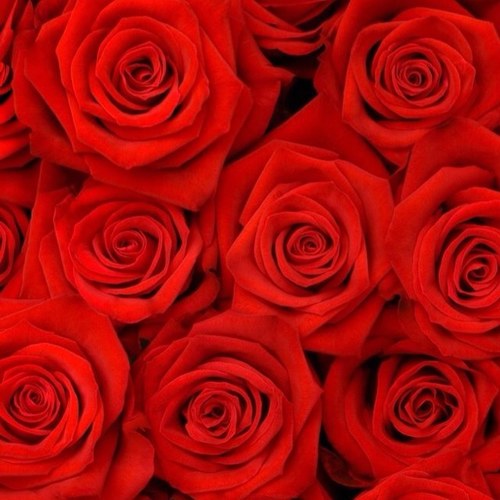 amalmaxima's profile picture. 