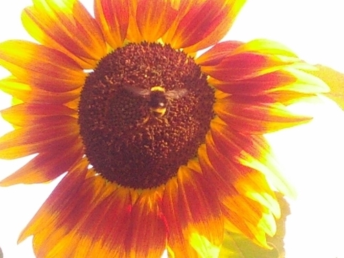 S4Sullivan's profile picture. 