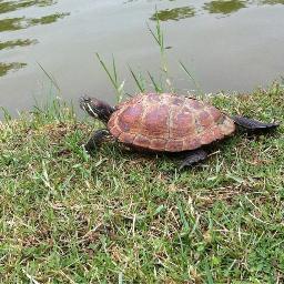 TurtleOfCCHMS's profile picture. 我是中正湖里的小烏龜，每天吃飽睡，睡飽吃。看著湖邊的小朋友們每天為學習煩惱，我同感深受，所以借此鼓勵鼓勵各位小朋友！