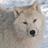 CuriousWolf's profile image