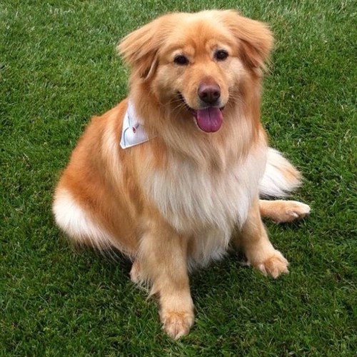 LuvRtoo's profile picture. dog lover forever