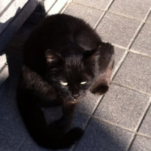 nyangoro_nyango's profile picture. 