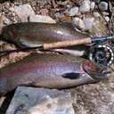 Daniel Bain - @8wtflyguide - Twitter