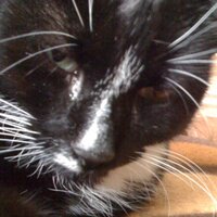 Lucky Tomcat (@luckythetomcat) 's Twitter Profile