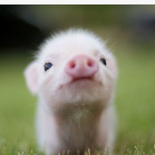 cubGAGA's profile picture. Im only one #retweet away from becoming a #viral #superstar #followme before #infamous . Grumpy Cub in Australia