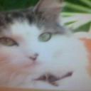 Naomi powell - @silvertabby4 - Twitter