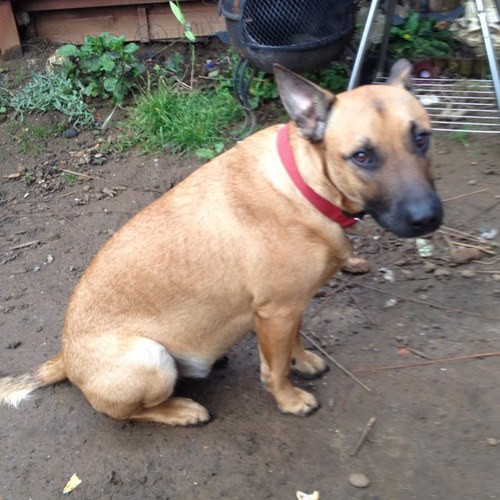 staffsatian's profile picture. Half German Shepherd Half Staffy love chewing things and eating!