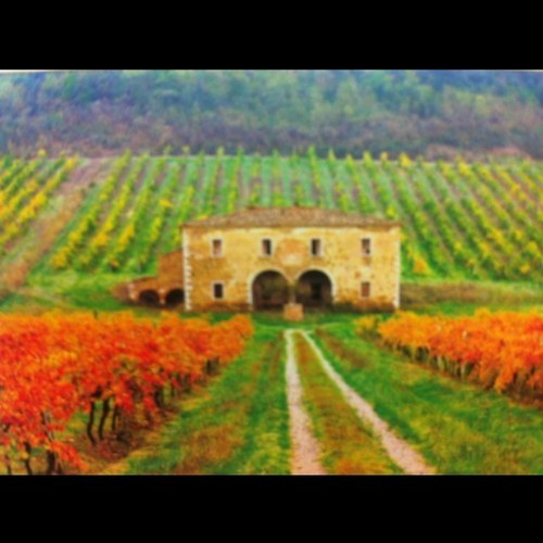 musetta1977's profile picture. 