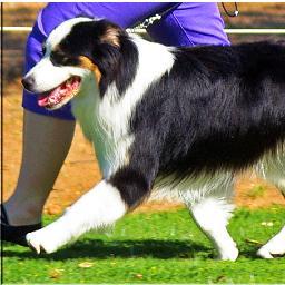 SvenjaBlum's profile picture. 