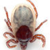 Lyme Disease (@lyme_disease) Twitter profile photo Lyme Disease (@lyme_disease) Twitter profile photo