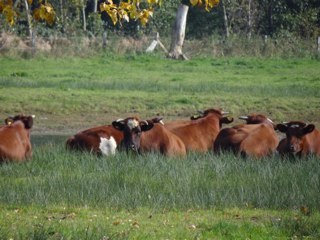 lona1981's profile picture. 