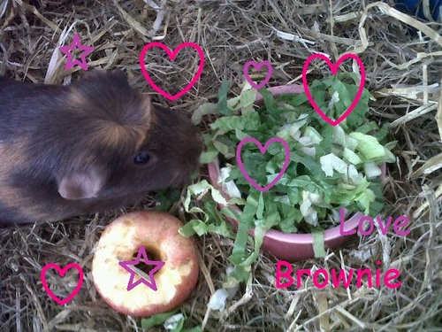 I LOVE Brownie + Kees