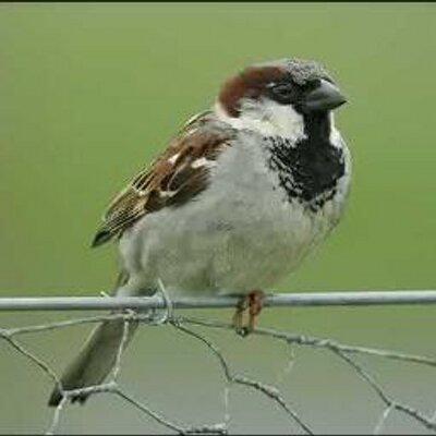 @sparrow1404